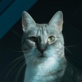 Inmersiones y saltos、Música Relajante para Gatos、Musicoterapia relajante para gatos - Sueños De Rayo De Sol A La Deriva