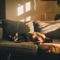 Sonidos Relajantes: Música Para La Relajación De Los Gatos