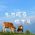 大麦 - 牛为吃草低下头