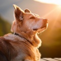 Sonidos de aguas tranquilas、Serenidad profunda para animales、Sueños apacibles para criaturas - Melodías Tranquilas Para Mascotas Felices