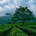 放松减压的雨声 432HZ的雨声