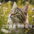 고양이를 위한 음악 - 일상의 감정을 조절하는 편안한 소리