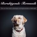 Beruhigende Tiermusik: Töne, Um Ihren Hund Zu Beruhigen Und Angstzustände Zu Bekämpfen