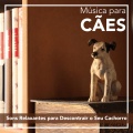 Música para Cães: Sons Relaxantes para Descontrair o Seu Cachorro