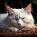 Música tranquila de la mañana、Música Calmante para Gatitos、Música calmante para gatos - Almohadillas Silenciosas En Habitaciones Iluminadas Por La Luna