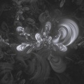 alcnoir - DECLARATION