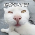 做你的小猫咪 (彩铃版)