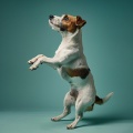 Paseo Melódico、Amante de las criaturas suaves、Biblioteca para la calma animal - Melodía De Relajación Para Animales