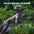 Música Relajante para Perros、Colectivo De Música Para Perros、Jack Christiansen - Tranquil Companions