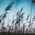 10 Hours White Noise: Soothing Hiss