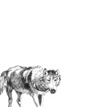 Known Wolf - Drywall