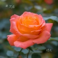 月季花