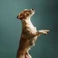 Cena Música Chillout、Terapia musical para el alma animal、Amante de la paz en animales - Suave Melodía Para El Compañero