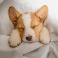 Feliz domingo por la mañana música、Gotas de lluvia para calmar a los perros、Los chicos de la música del perro - Sonido Pacífico Del Perro