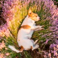 Vibraciones Diurnas Para Perros: Canciones Tranquilas Caninas