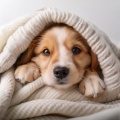 Noches De Mascotas Tranquilas: Música Suave Para Dormir