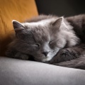 Espacio Acogedor、Gatos somnolientos、Música para gatos TA - Siestas Serenas De Gato