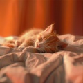 Melodías De Maullidos De Gato: Música Para La Relajación Felina