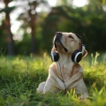 Healthy Nature、Music for Dogs Moments、Music For Dogs Peace - Snooze Pooch Vibe