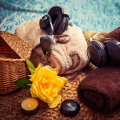Spa Music Dreams、Spa Music Land、Spa Relaxing New Age Project - Spa Vibes Unwound
