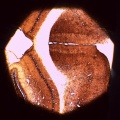 Artis - Measured