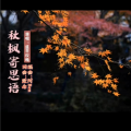默念、盛开玫瑰 - 秋枫寄思语【盛开玫瑰版】