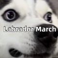 Labrador March