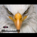 FreeBIRD