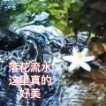 落花流水这里真的好美