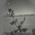Enchanted Gardens