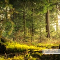 Forest Ambient Sounds