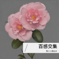 雪儿~心若止水 - 终有一天感动你 (Live)