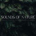 Sounds Of Nature: Peaceful Winds Of The Forest To Relax & Breath