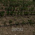 Joel Blood - Gracias