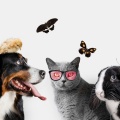 犬の音楽、猫の音楽、Pet Music Doctor、ペットミュージック、リラックス音楽 - 暖かい毛むくじゃらの抱擁