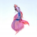 The Silent Ocean - Pastels
