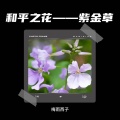 梅雨西子 - 紫金草