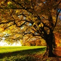 Joyous Autumn (Original Motion Picture Soundtrack)