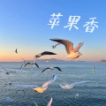 圆圆圆圆 - 苹果香