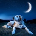 Armonía Para Perros: Melodías Para La Calma Canina