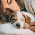 Viajes tranquilos、Lista de reproducción de música para perros、Listas de reproducción de música relajante para perros - Música Suave Para La Calma Canina
