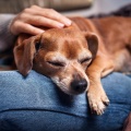 Ruido Radio 1、Musica para Perros ClAisico、Música para perros con ansiedad por separación - Musica Canina Relajante