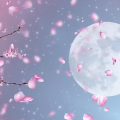 若若一 - 虫儿飞