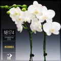 Vyacheslav Sitov - Expectation (Original Mix)