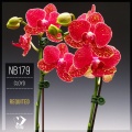 Cloyd - Requited (Original Mix)