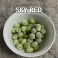 Sammy  The Dreamer - Sky Red