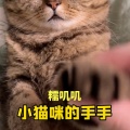 小猫咪的手手糯叽叽