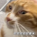 哈哈哈哈哈基米 (赛马娘联动oi小猫)