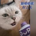 猫咪唱歌好上头