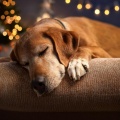 Escucha fácil del domingo、Relajación total para seres、Quietud animal - Melodías Para Calmar Los Nervios De Las Mascotas